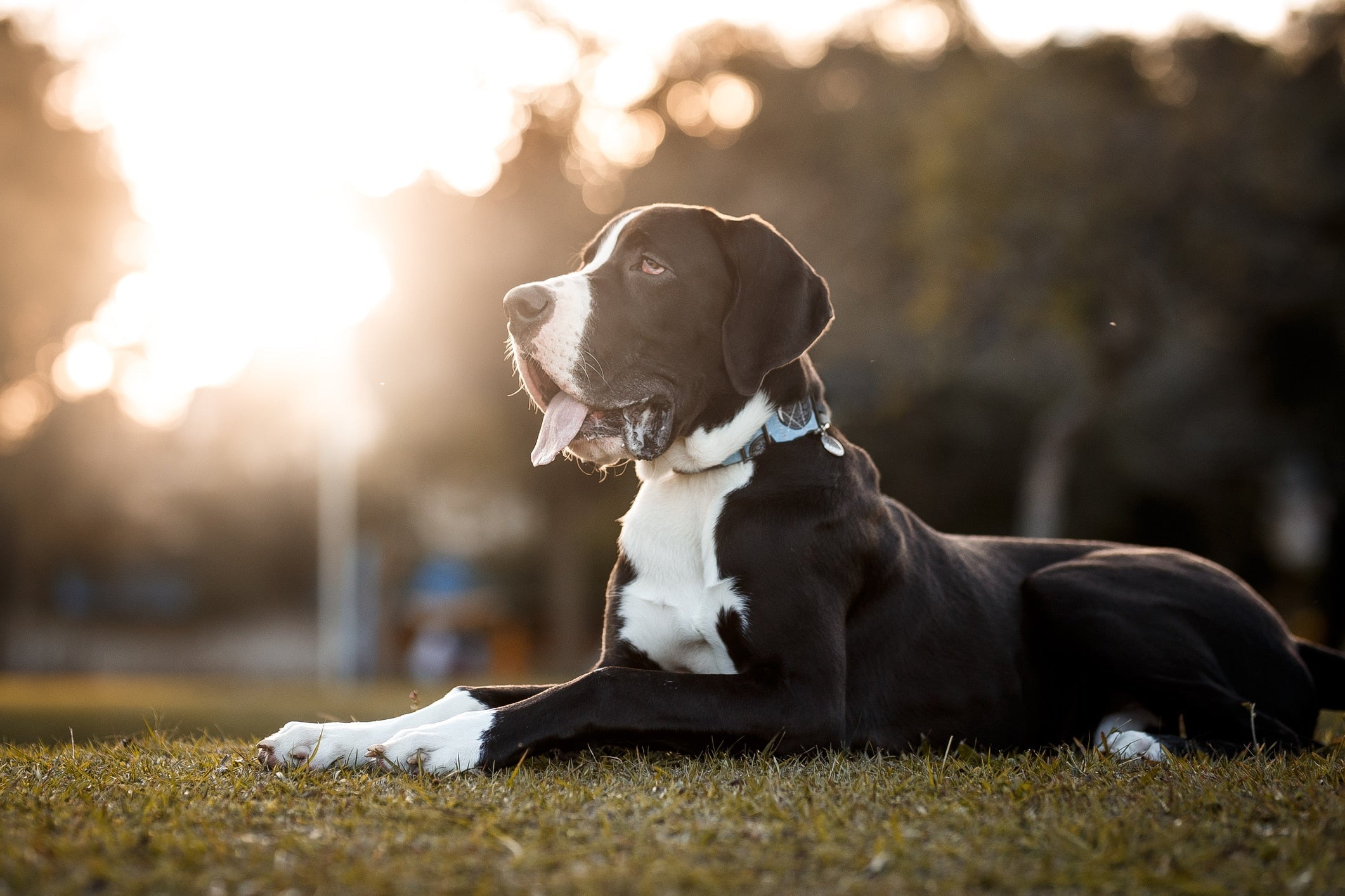 9 Things You Did Not Know About Great Danes