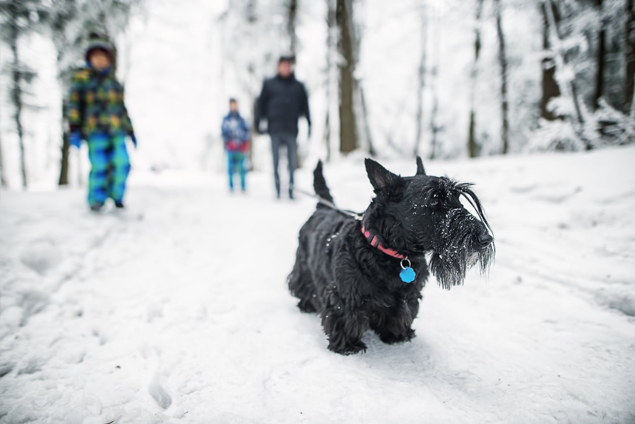 8 Ways to Keep your Dog active during Winter
