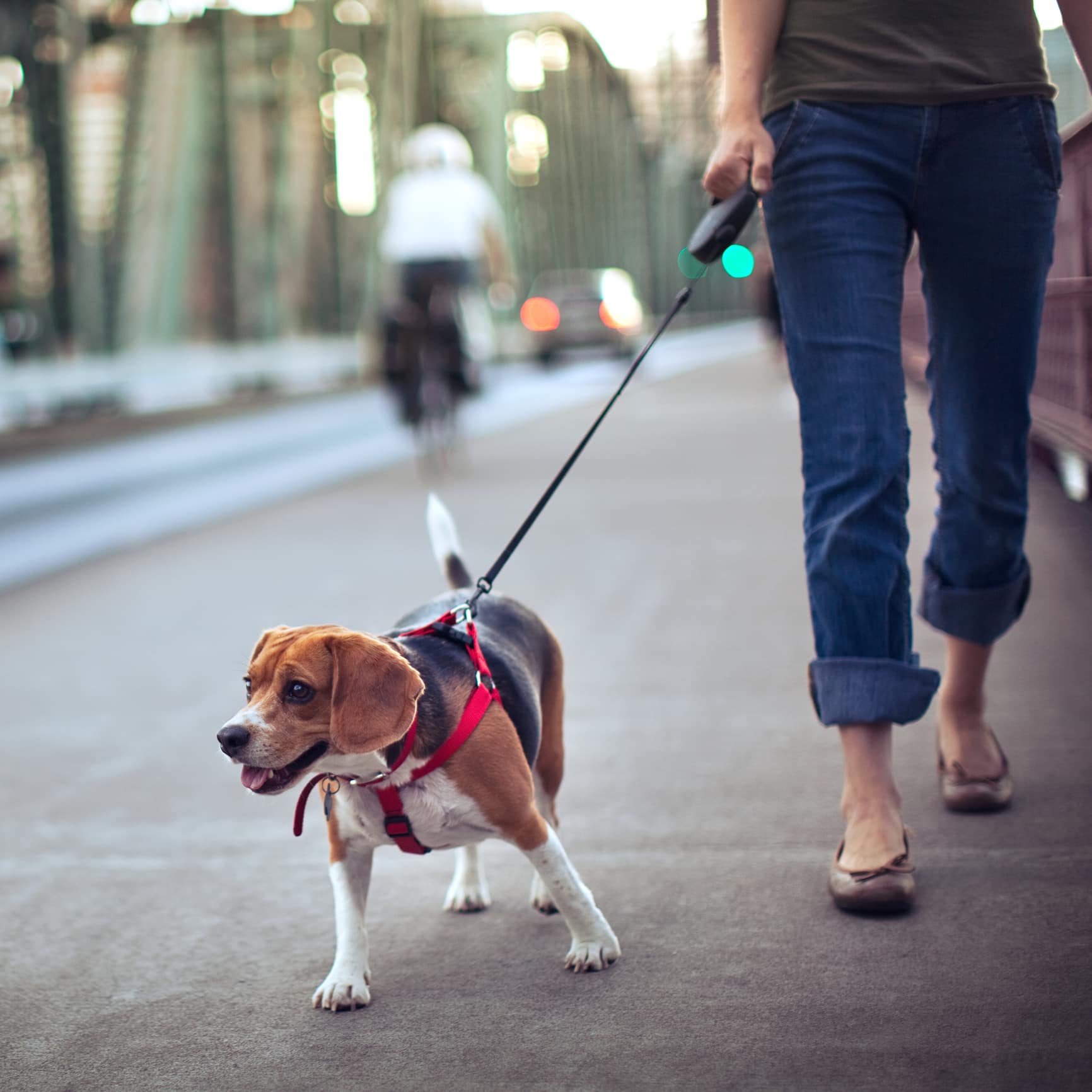How to Control Your Aggressive Dog