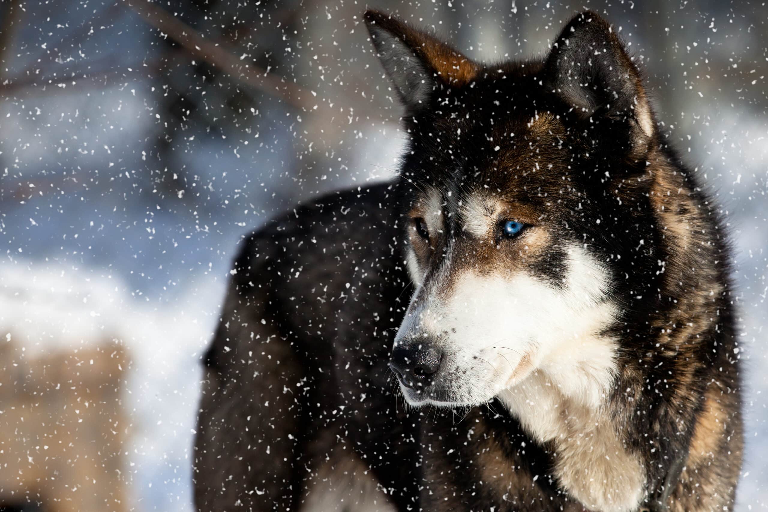 Siberian Husky vs Alaskan Malamute – 7 Amazing Differences
