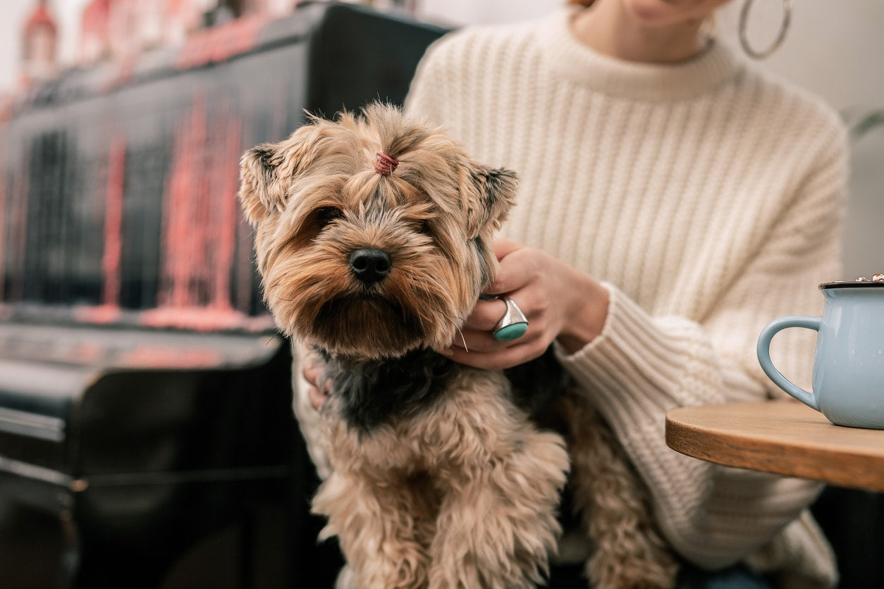 Best Career Options for Those Interested in Animal Rescue Work