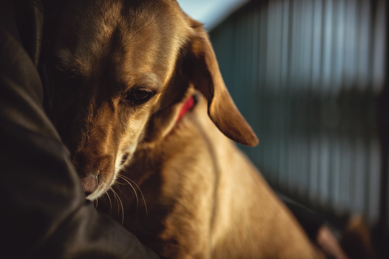How to Deal With An Anxious Dog