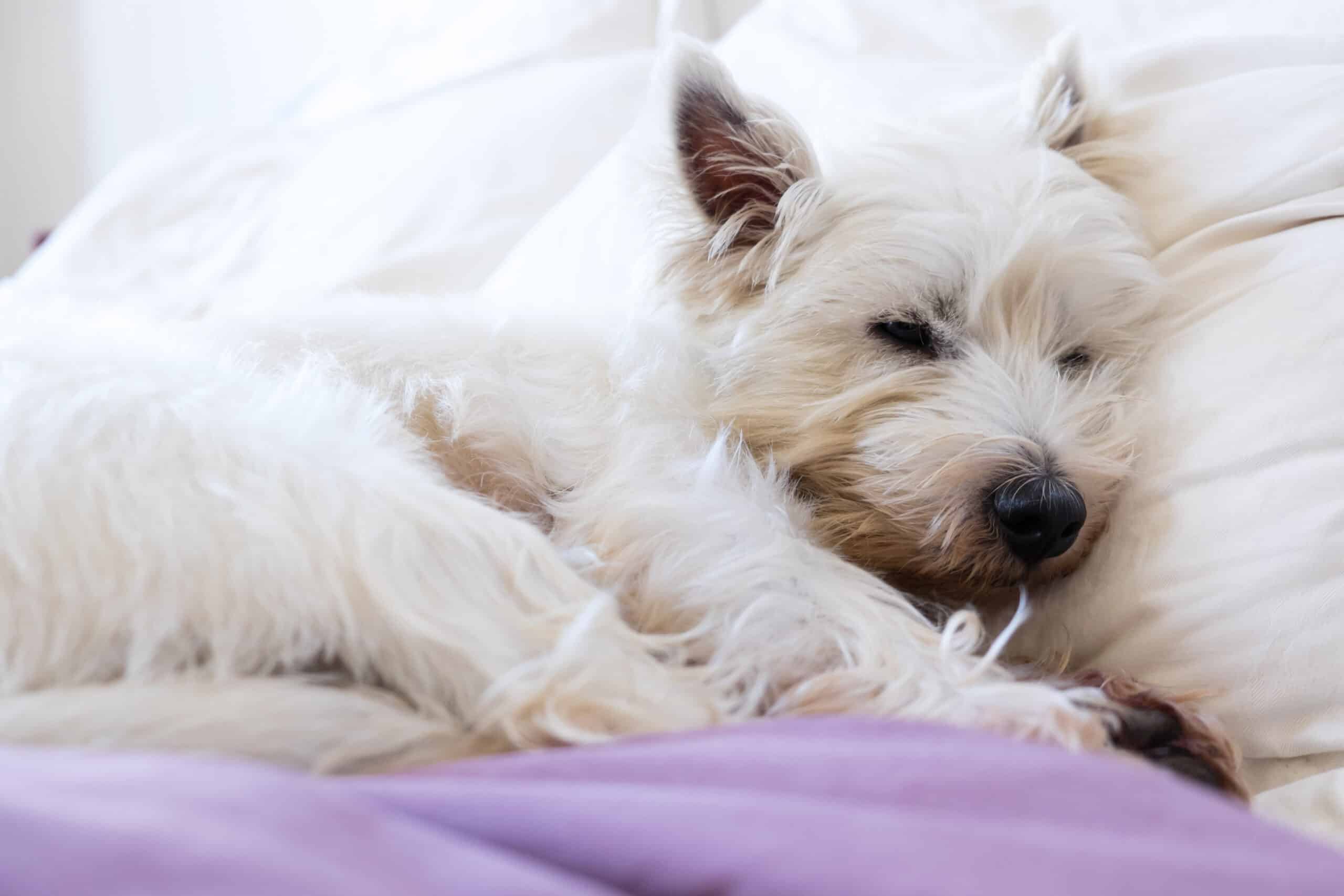 Pet Pampering: Guide to Aromatherapy for Dogs