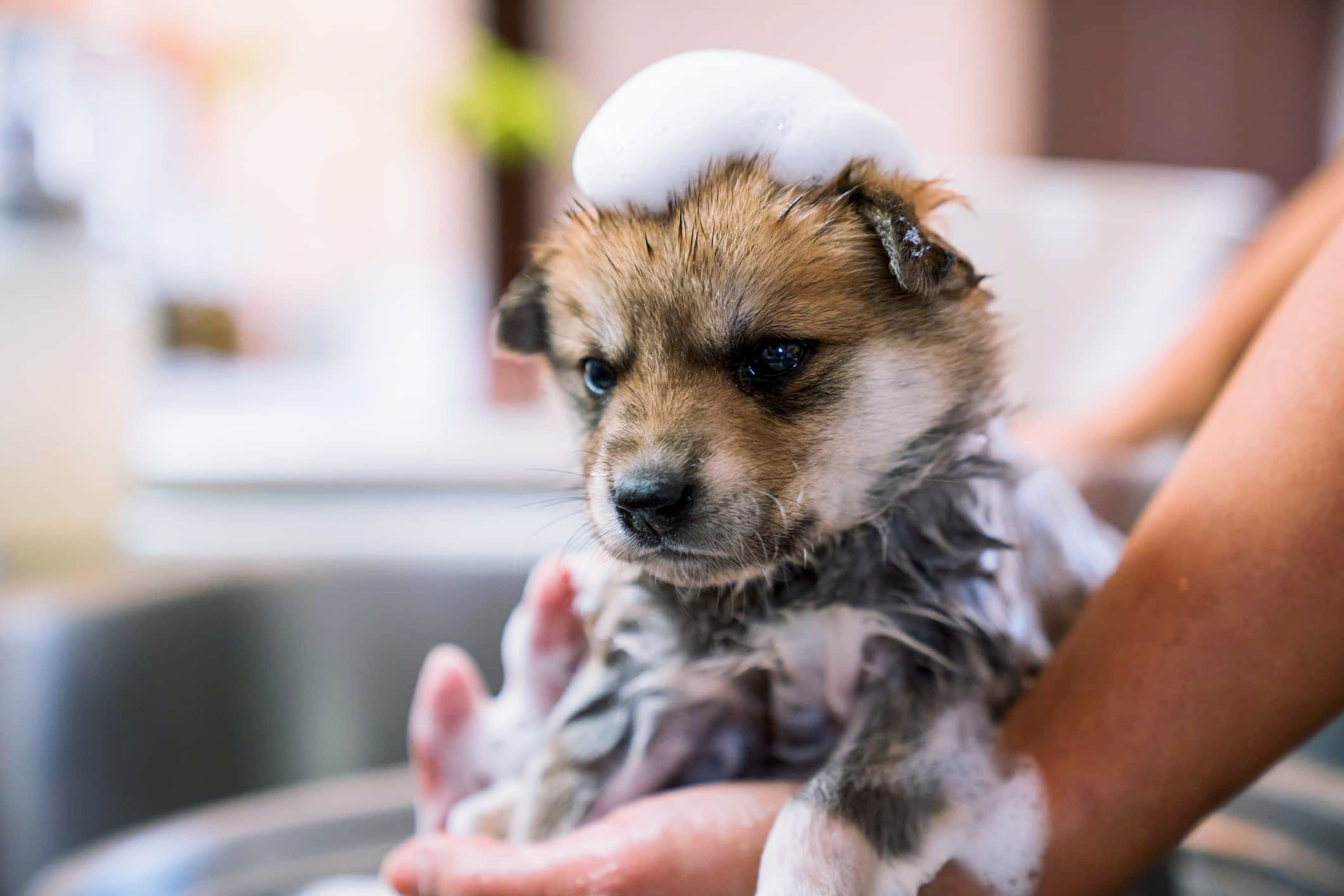 The Best Bath Products for your Dog