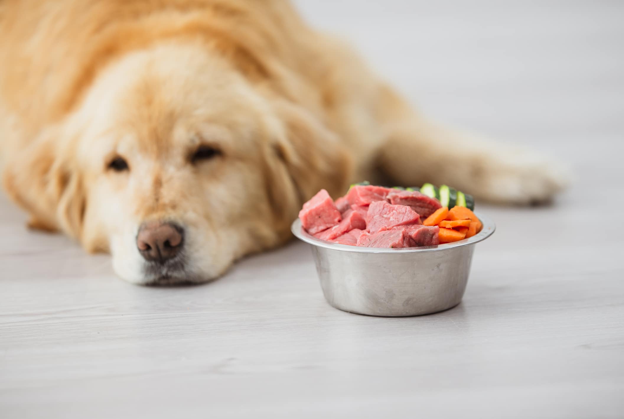 The Best Dog Food for your Canine