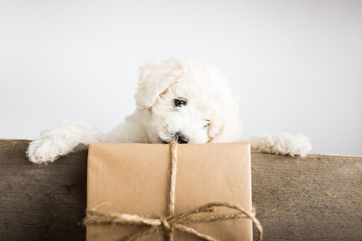 Best Gifts For Your Dog