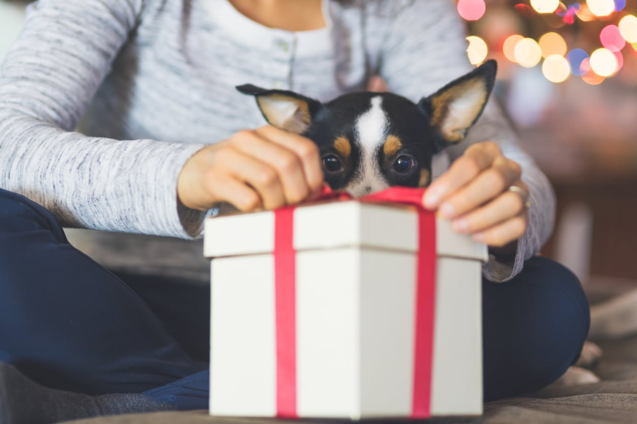 Best Presents to Give to Someone who Owns a Dog