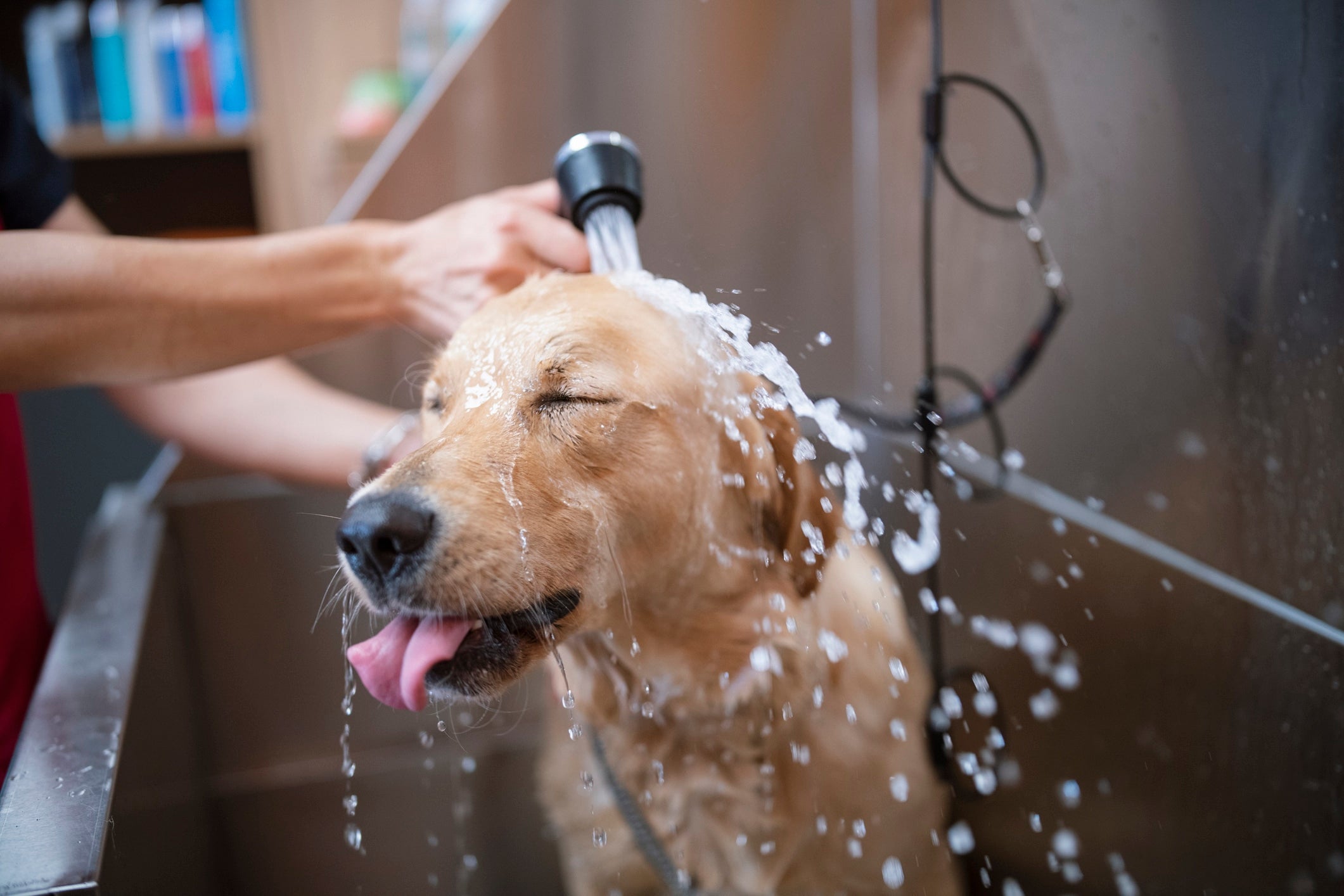 Dog Shower and Bath Accessories You Need to Buy