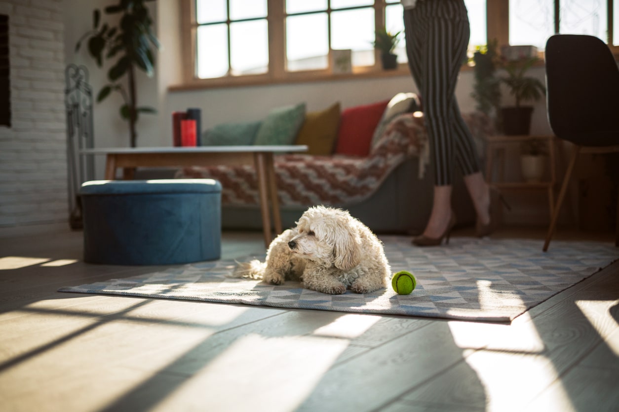 How to Pick the Best Apartment for Dog Owners