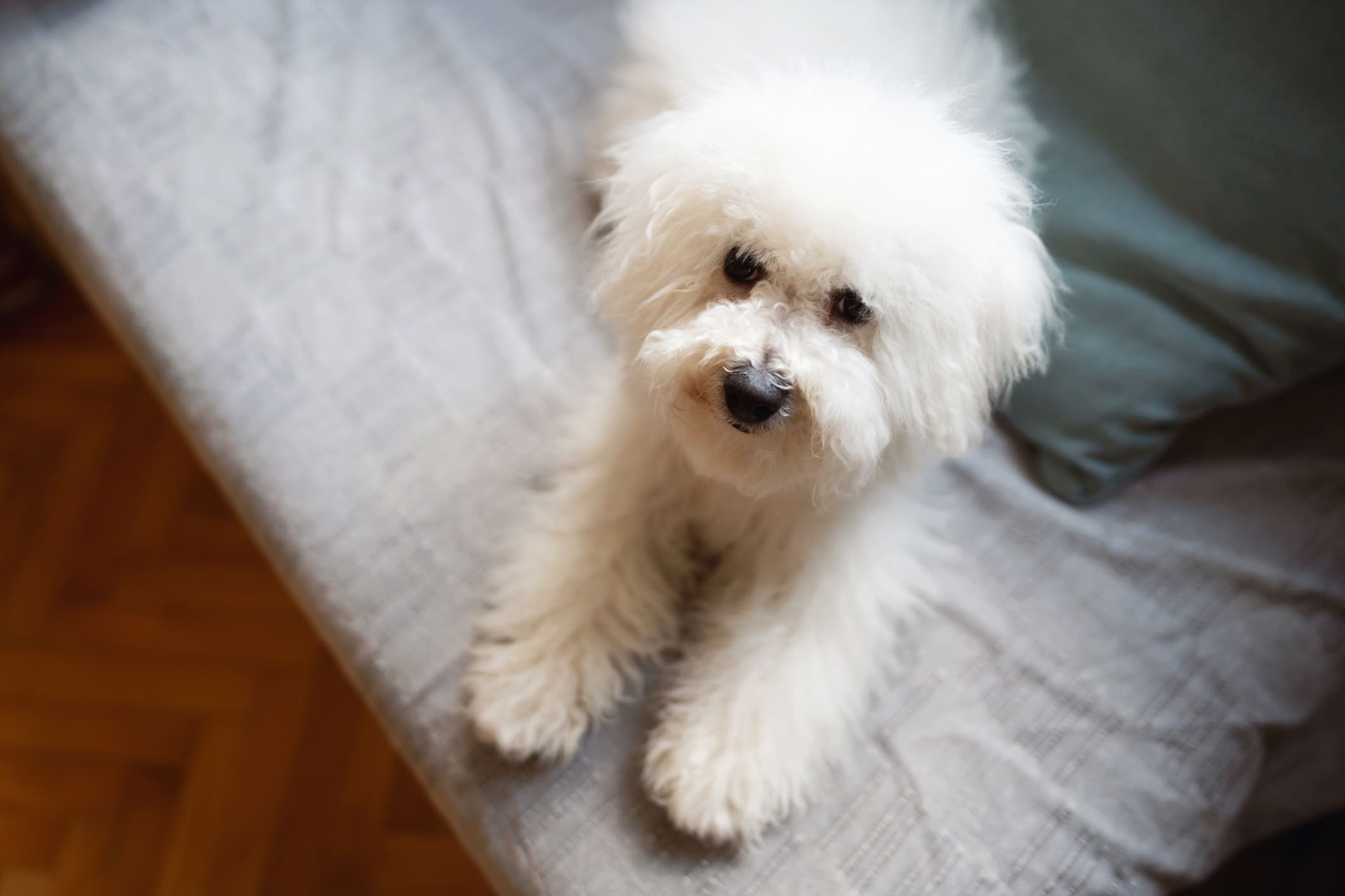 Is a Bichon Frise the Right Dog Choice for You?