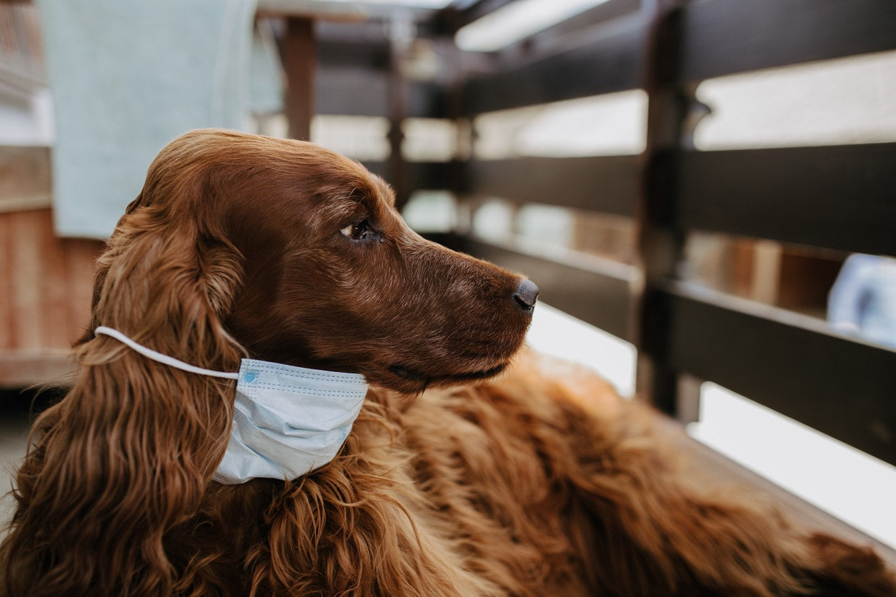 Cats and Dogs May Need to Get COVID-19 Vaccine to Stop Spread of Virus