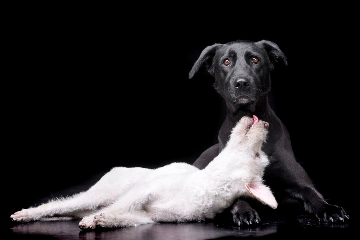 Can dogs fall in Love?