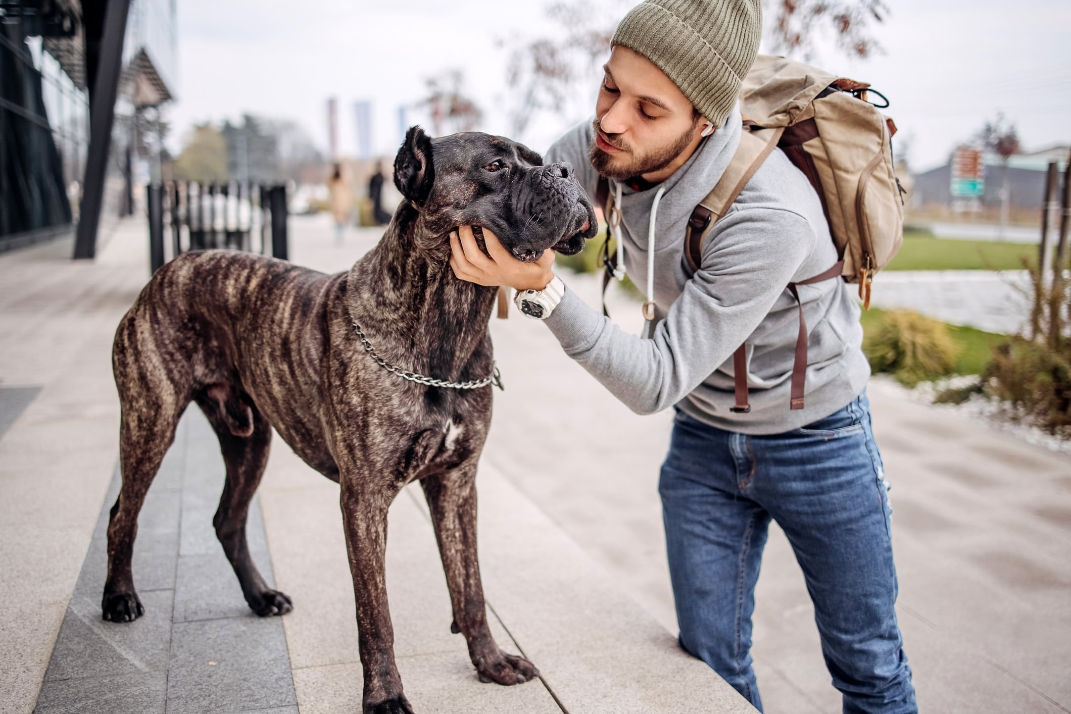 Cane Corso: The Majestic Italian Mastiff