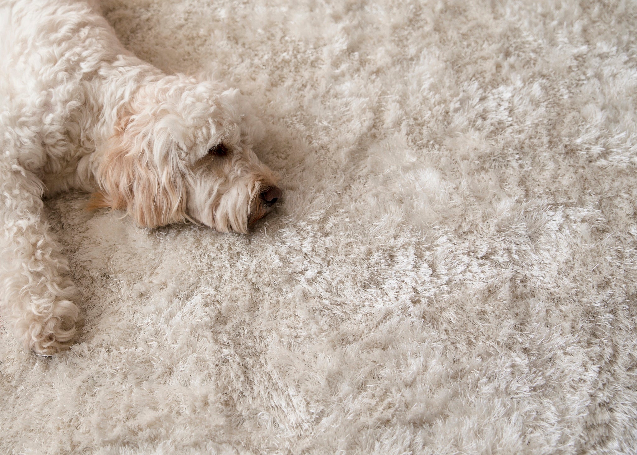 How to Deal With Canine Drooling?