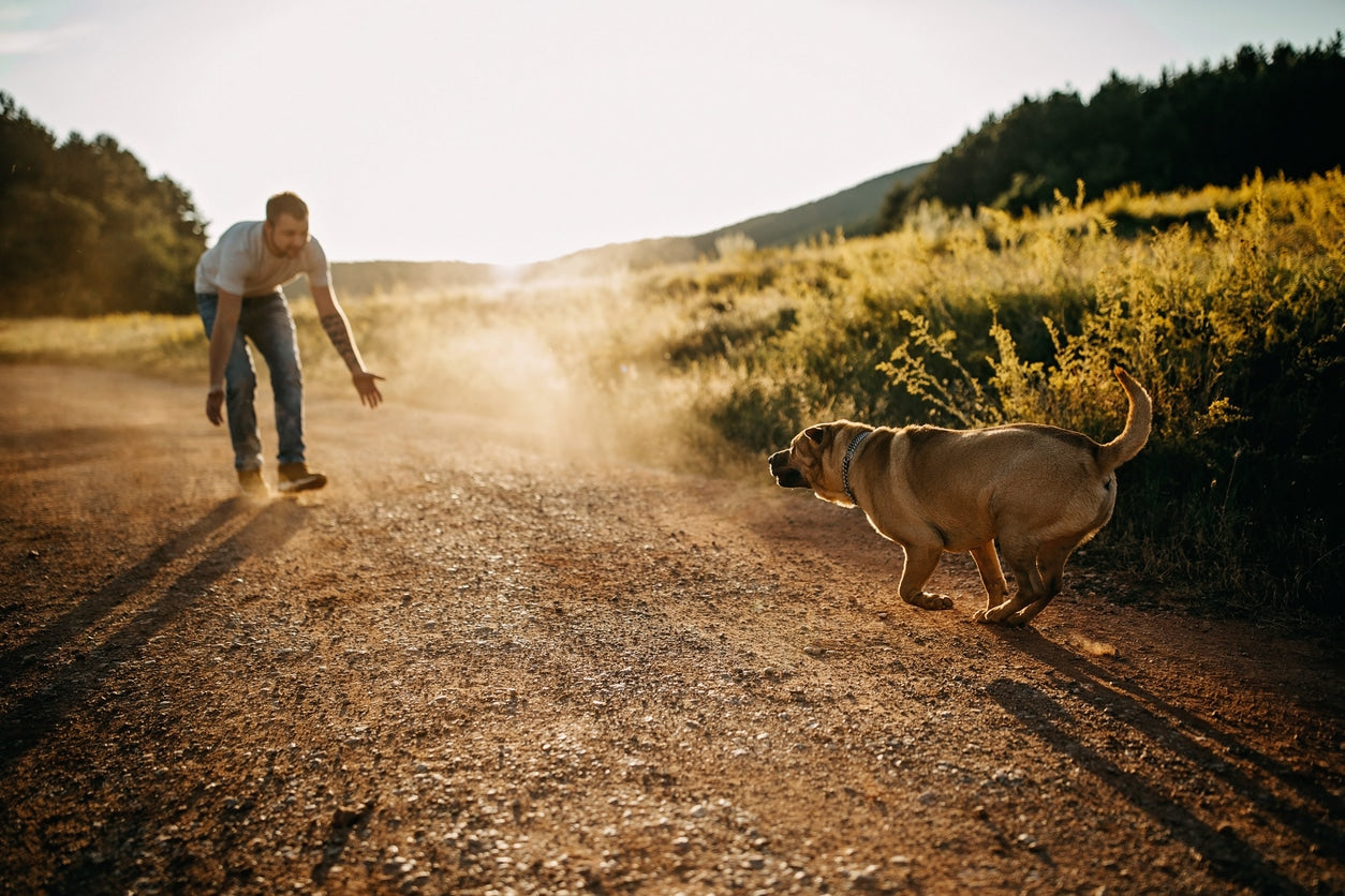 Canine Environmental Impact – What All Pet Parents Need to Know