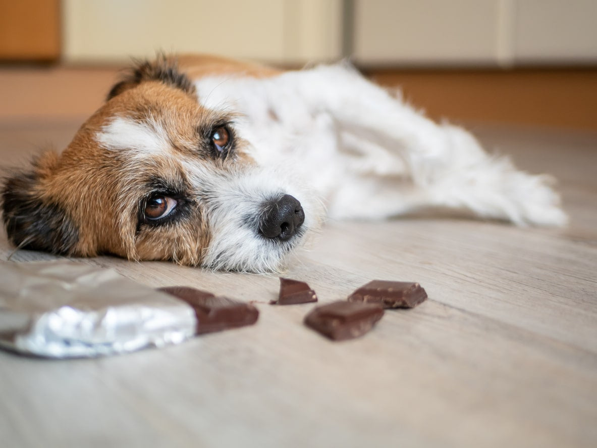 Why is Chocolate Bad for Dogs?
