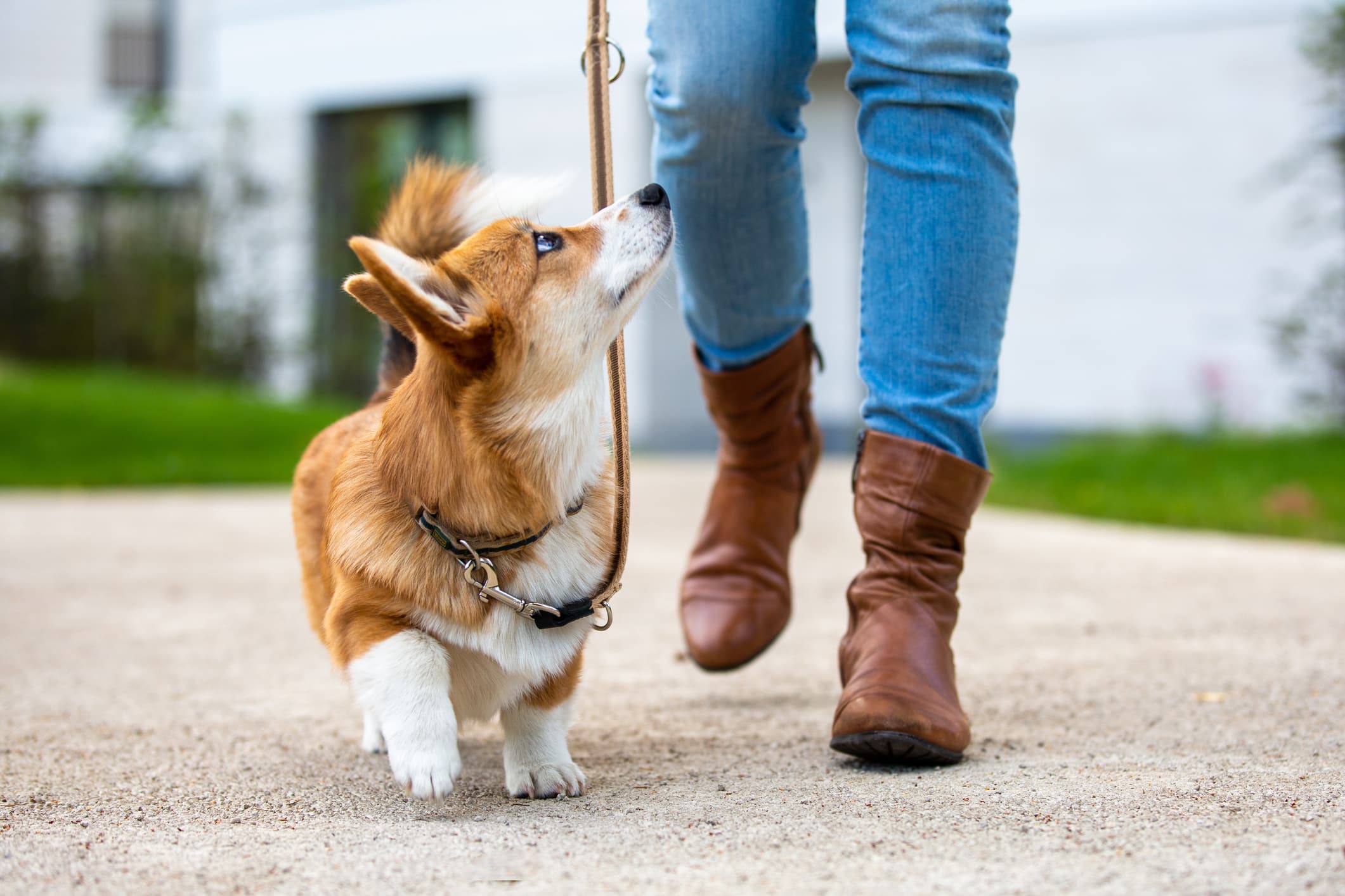 Tips to Make Great Choices for Your Dogs Health