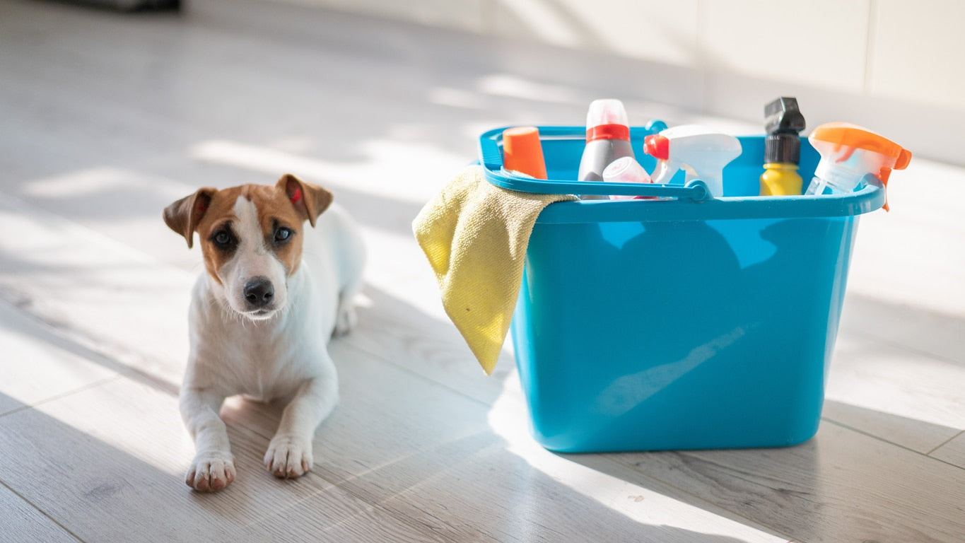 Cleaning Up After Dogs