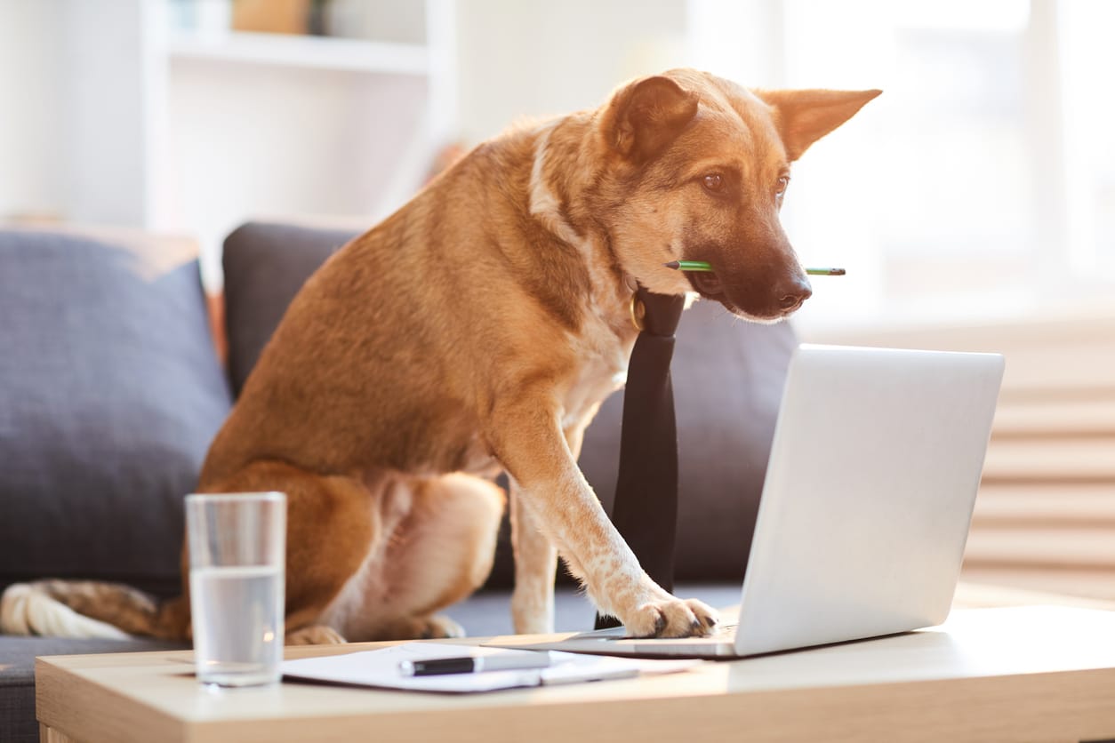 10 Dangerous Dog Food Items