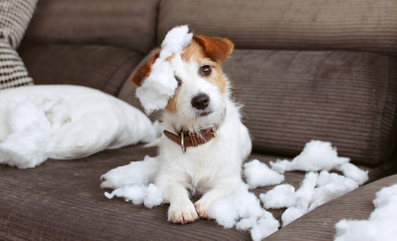 Destructive Dog Behaviors and How to overcome them?