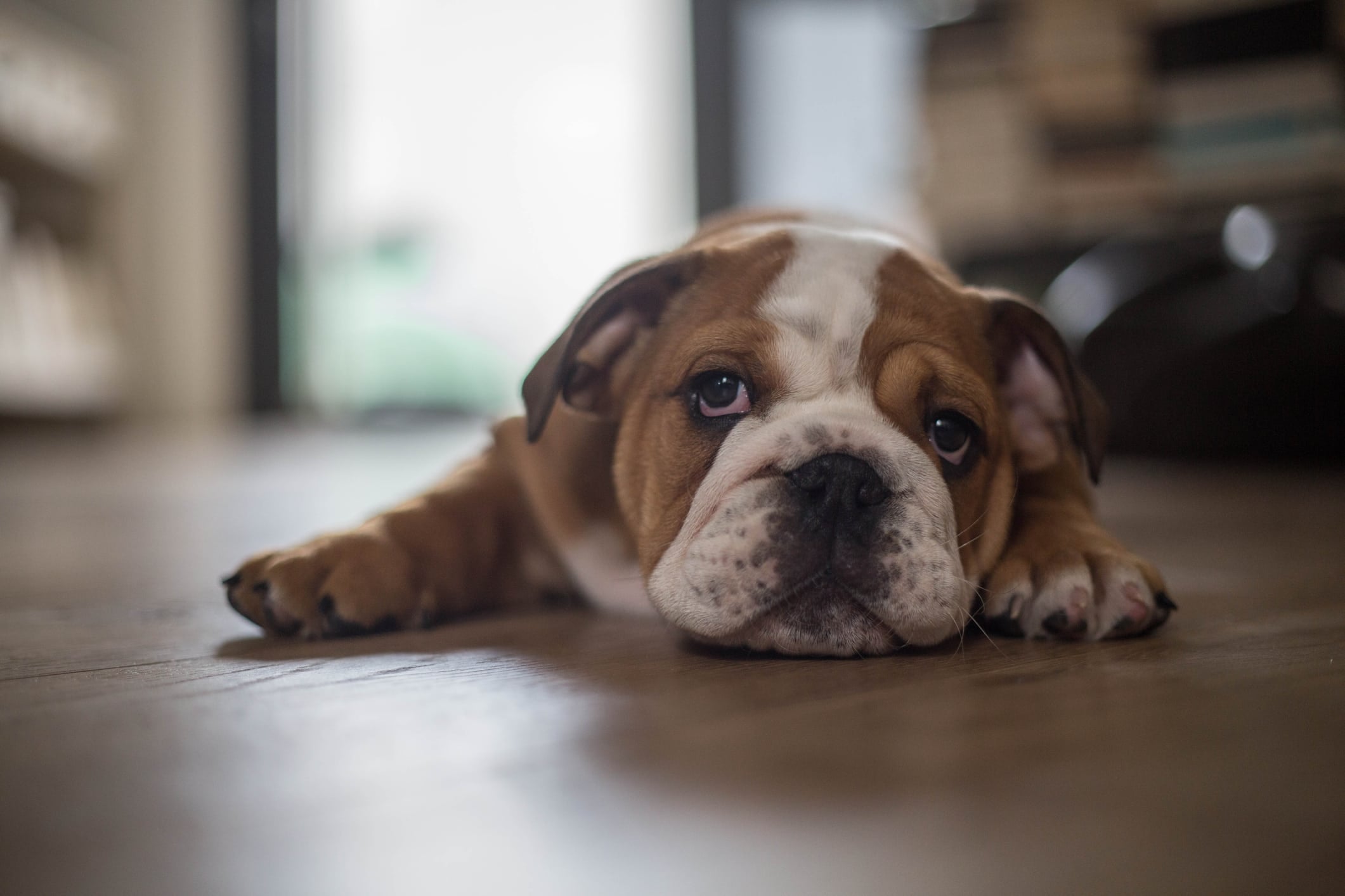 Doggy Time-out: How to Discipline Your Pooch