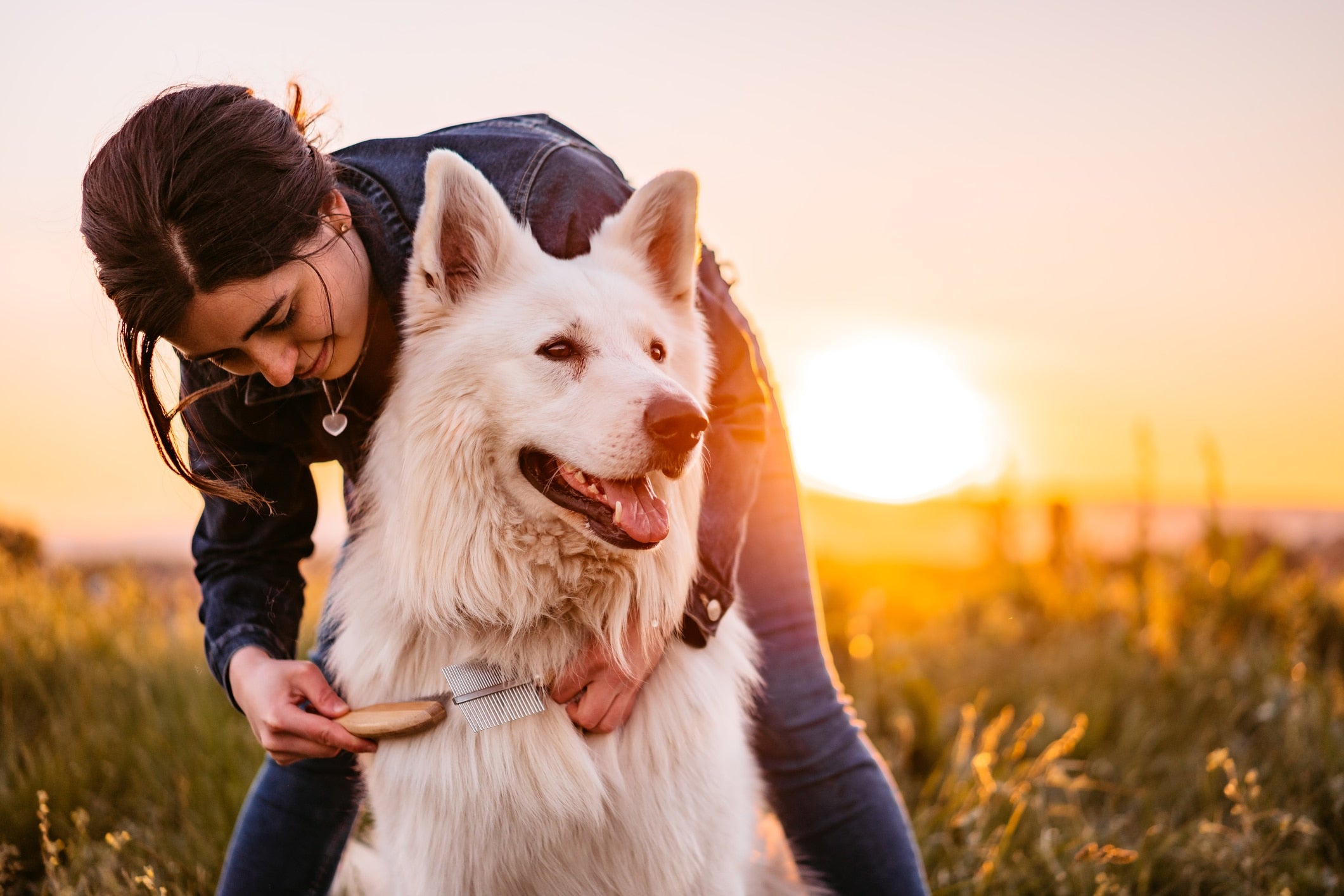 Does Your Dog Have Dandruff? Here’s What to Do.