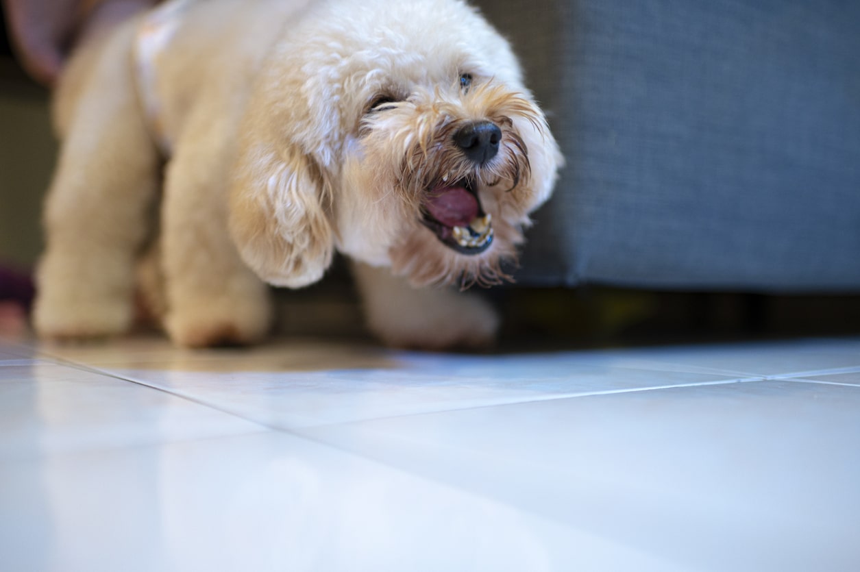 Can Dogs be Aggressive by Nature?