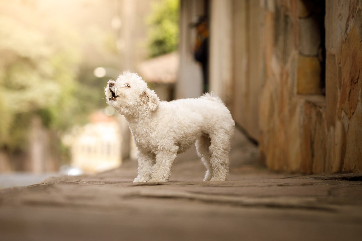 5 Reasons Why Your Dog Barks Excessively at Night