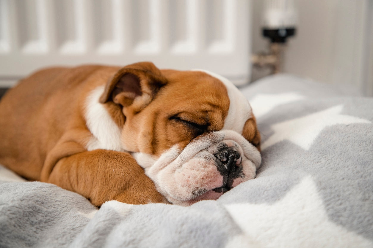 Does Your Dog Need a Bed?