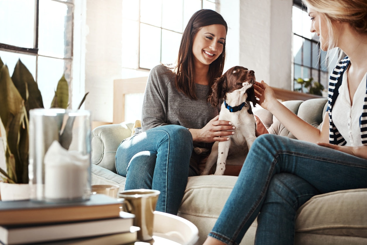 How To Train Your Dog To Keep Calm Around Visitors