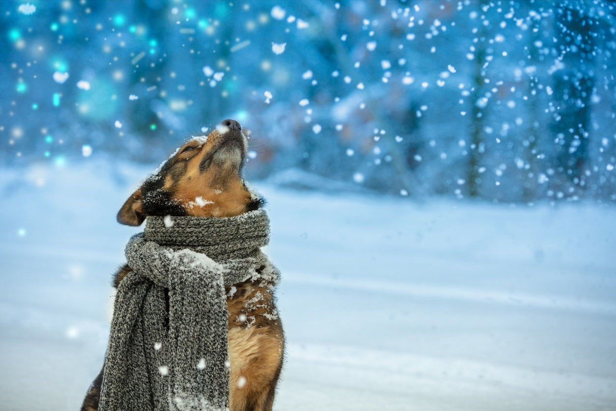 Keeping a Dog Comfortable during Winters