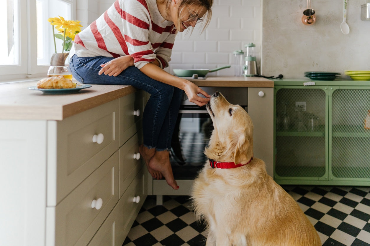 How to Teach Basic Commands to Your Dog