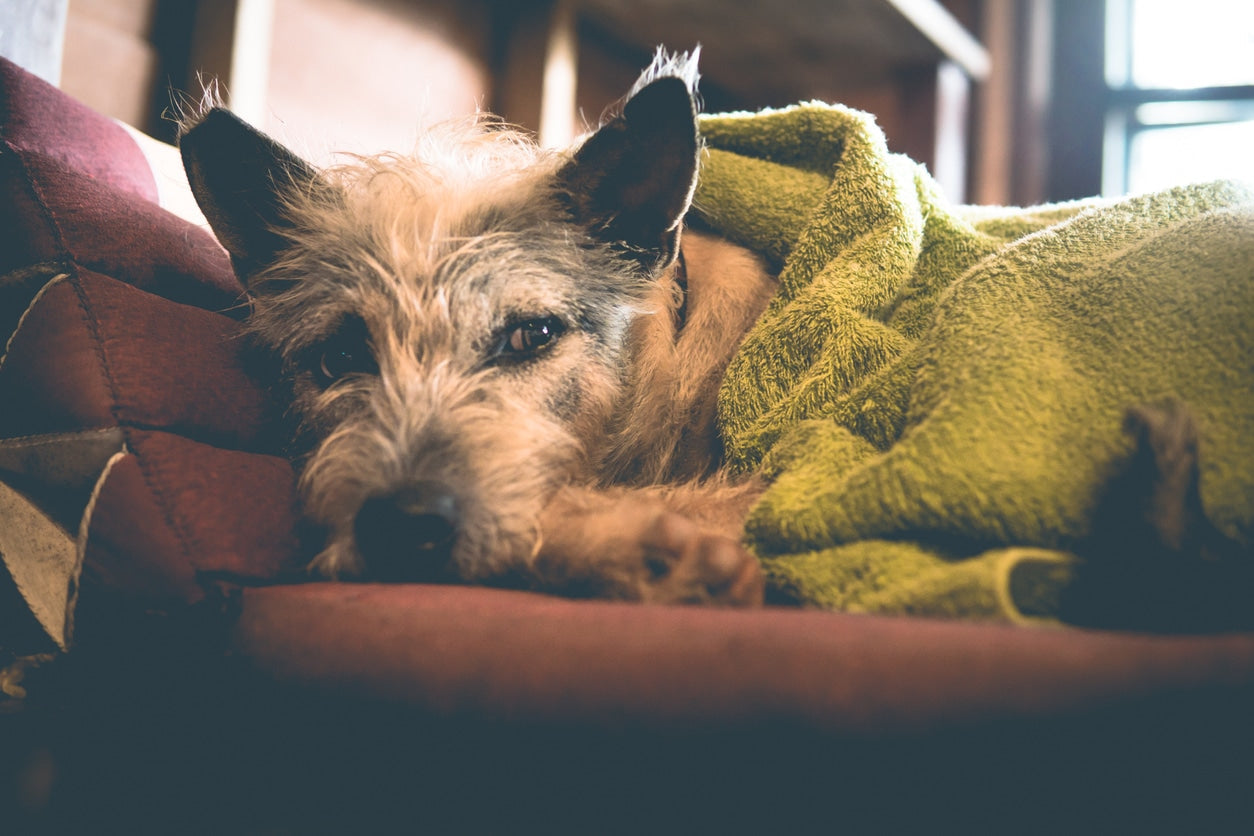 Common Dog Diseases and How to Prevent Them
