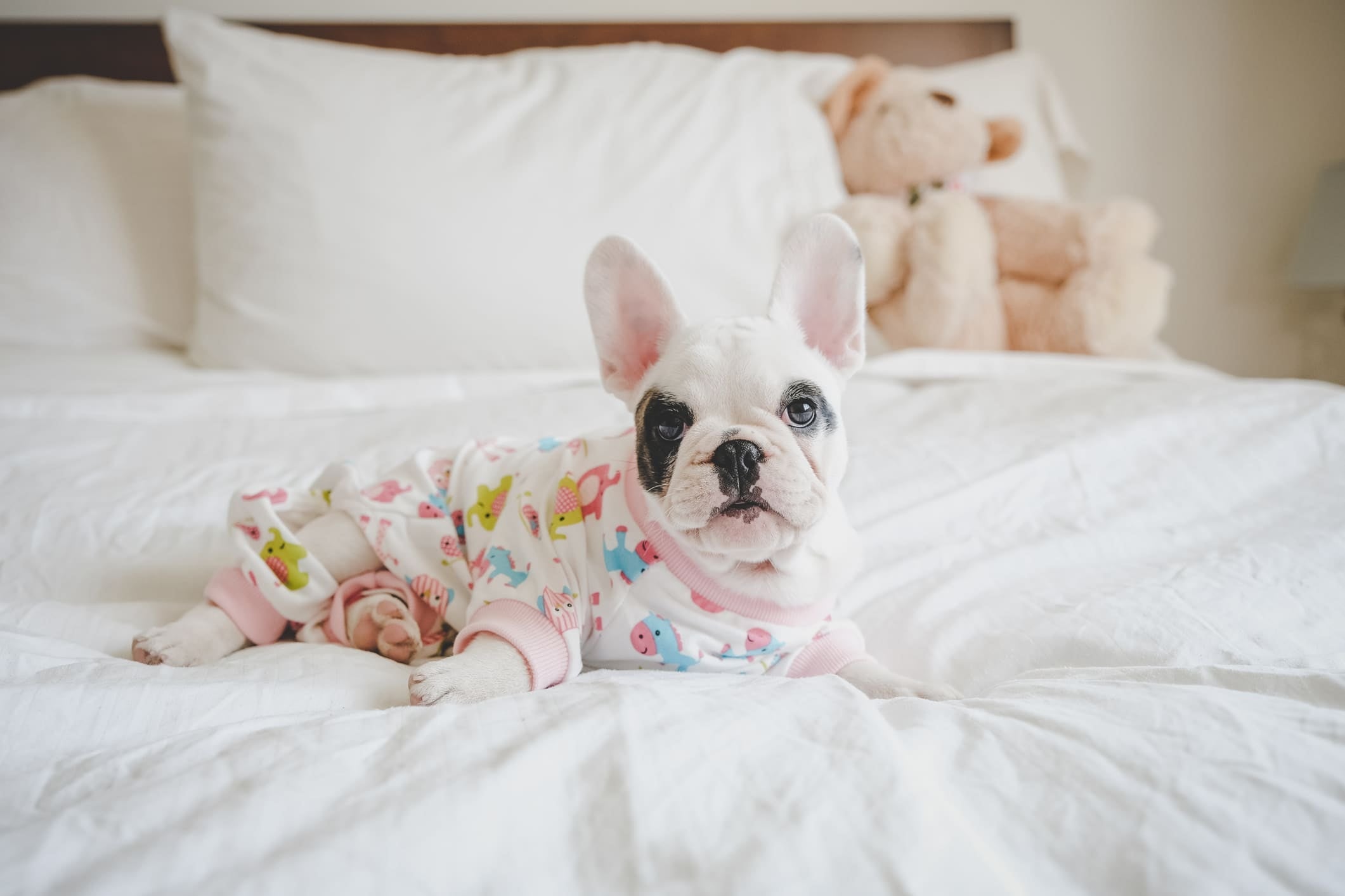 Dog Fashion Trends and Ideas You Were Looking For