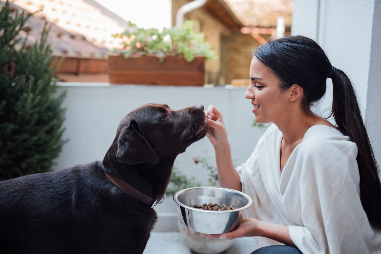 Top 4 Dog Food Recipes You Should Try