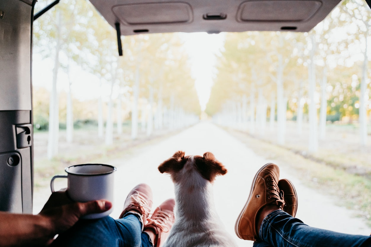 How to Plan a Dog-Friendly Vacation