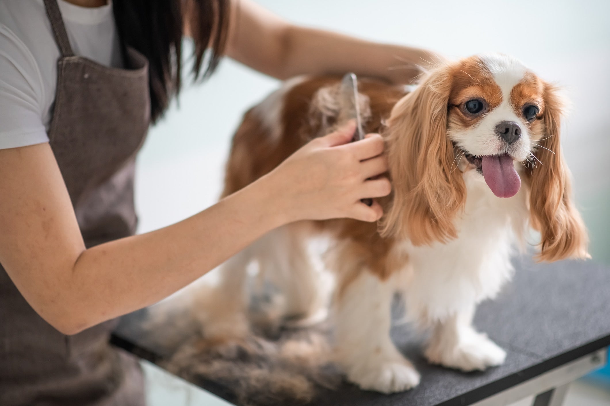 Dog Grooming Practices to Avoid