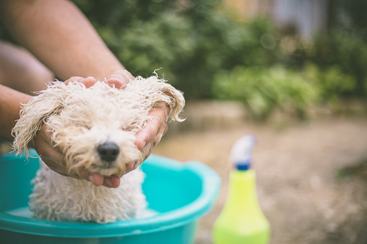 8 Things to Consider When Buying Dog Grooming Products Online