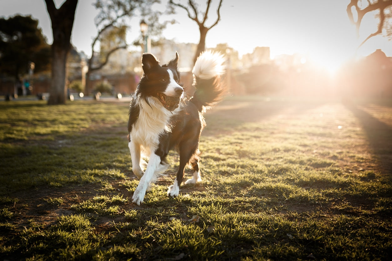 Good Dog Gut Health and What You Need To Do