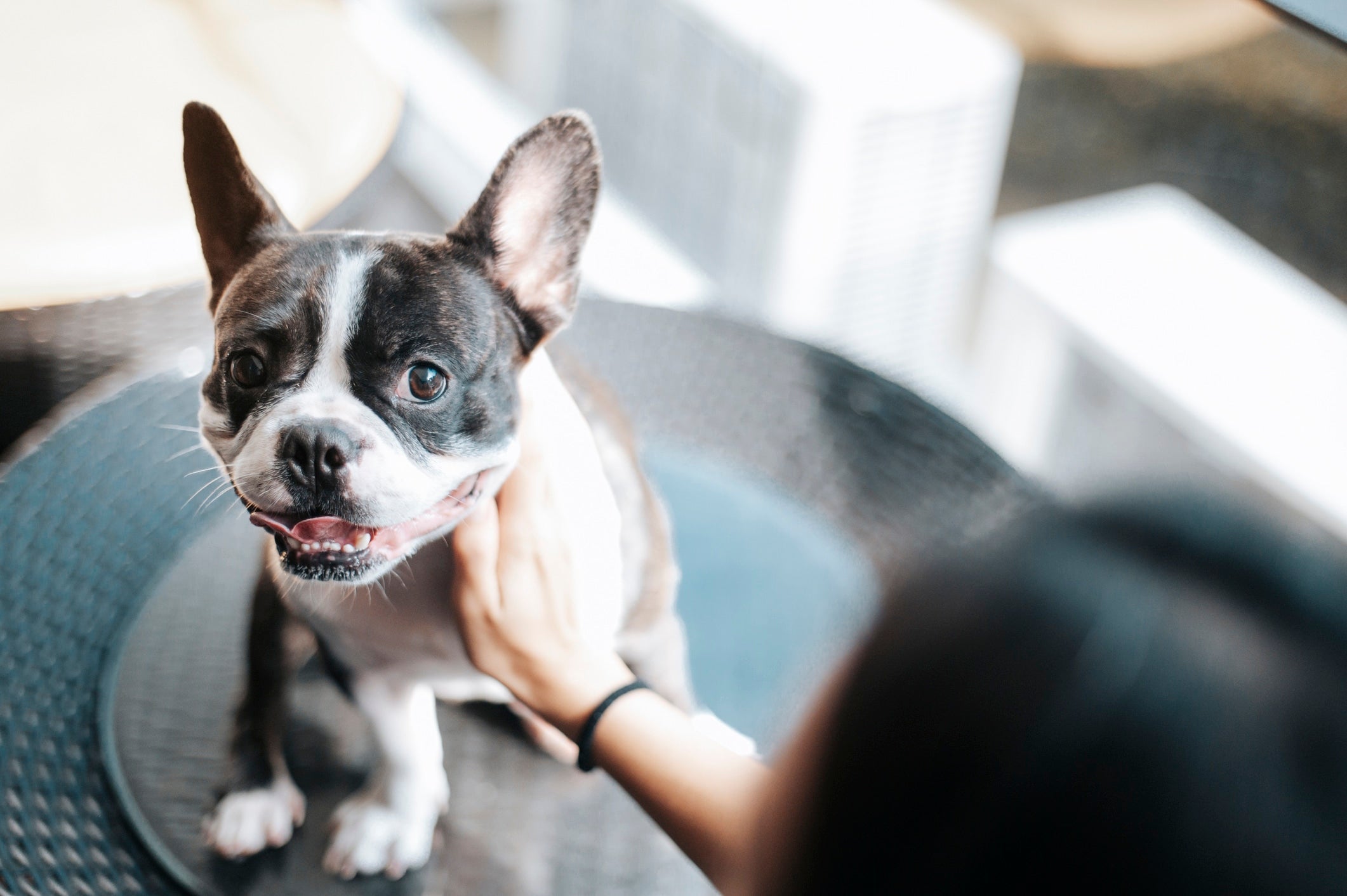 What To Do If Your Dog Has Dry Skin