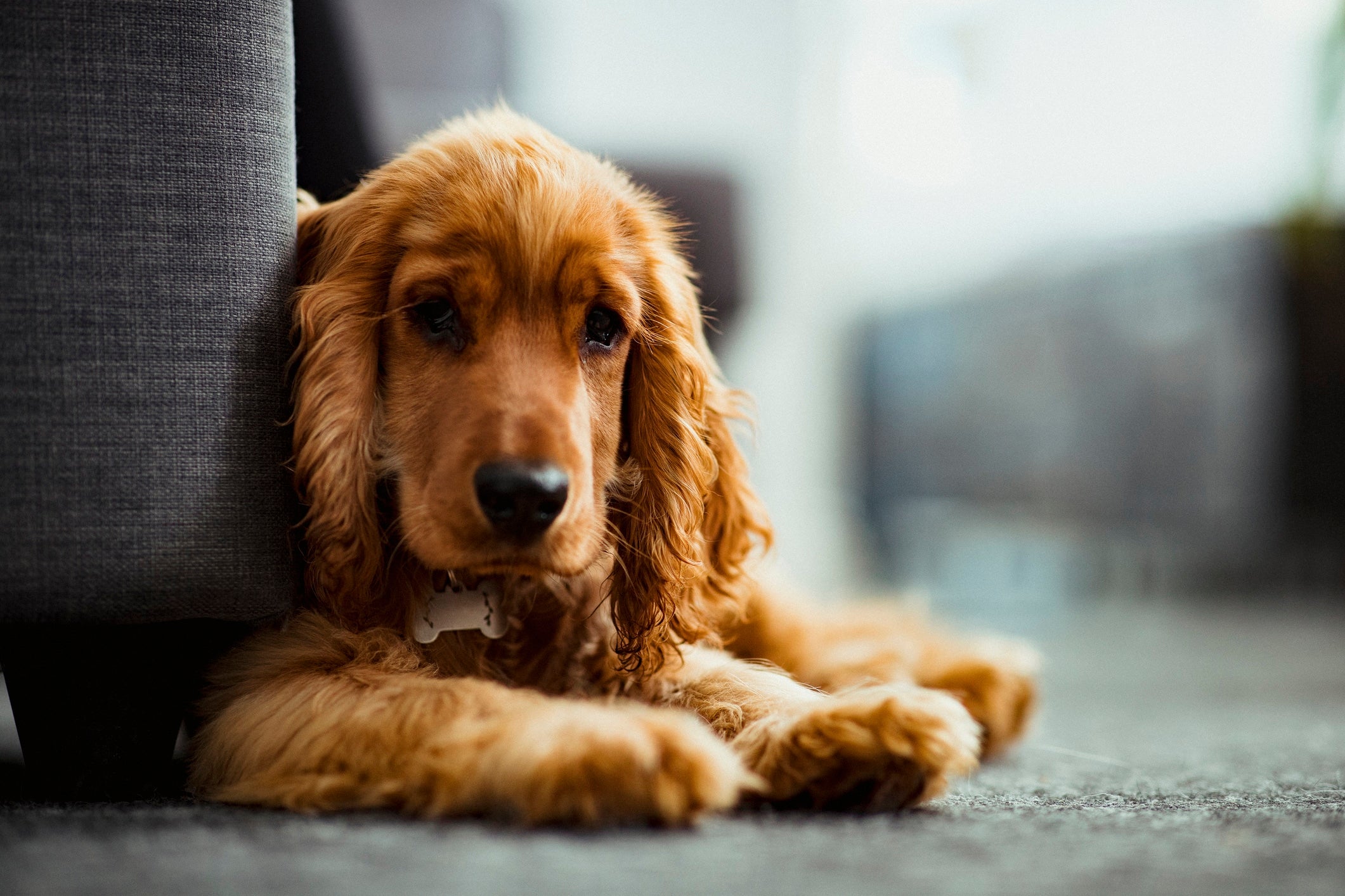 My Dog Has Separation Anxiety | How to Deal with Your Dog When You Leave the House