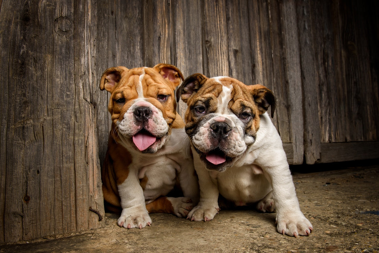 Beautiful dogs sitting together
