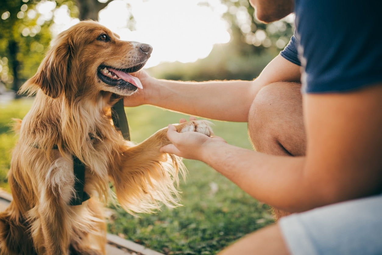 9 Signs You Are Ready to Be a Dog Parent