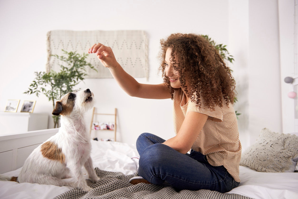 8 Common Dog Parenting Mistakes