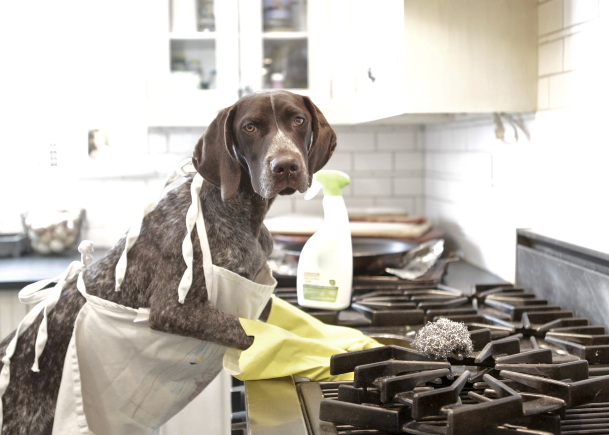 How Safe are your Dog Cleaning Products?