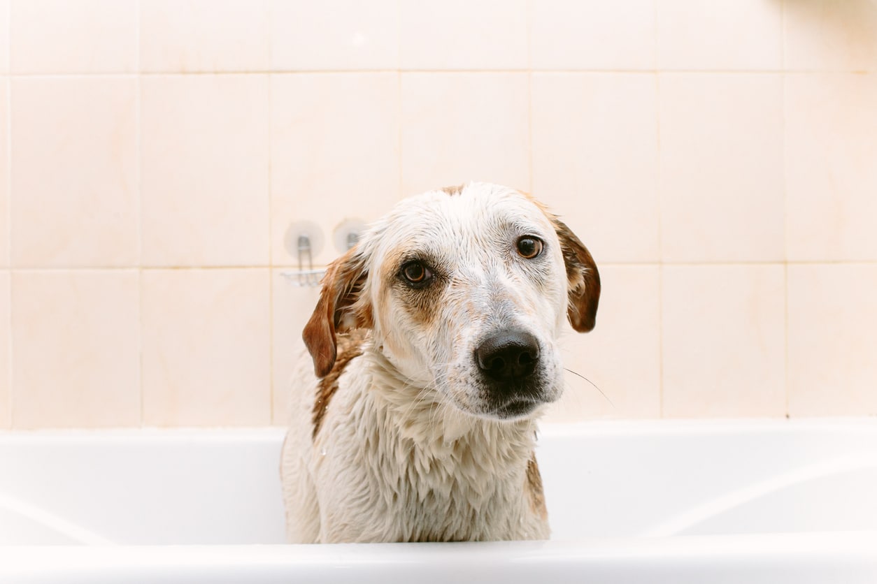 Reasons Your Dog Smells Bad