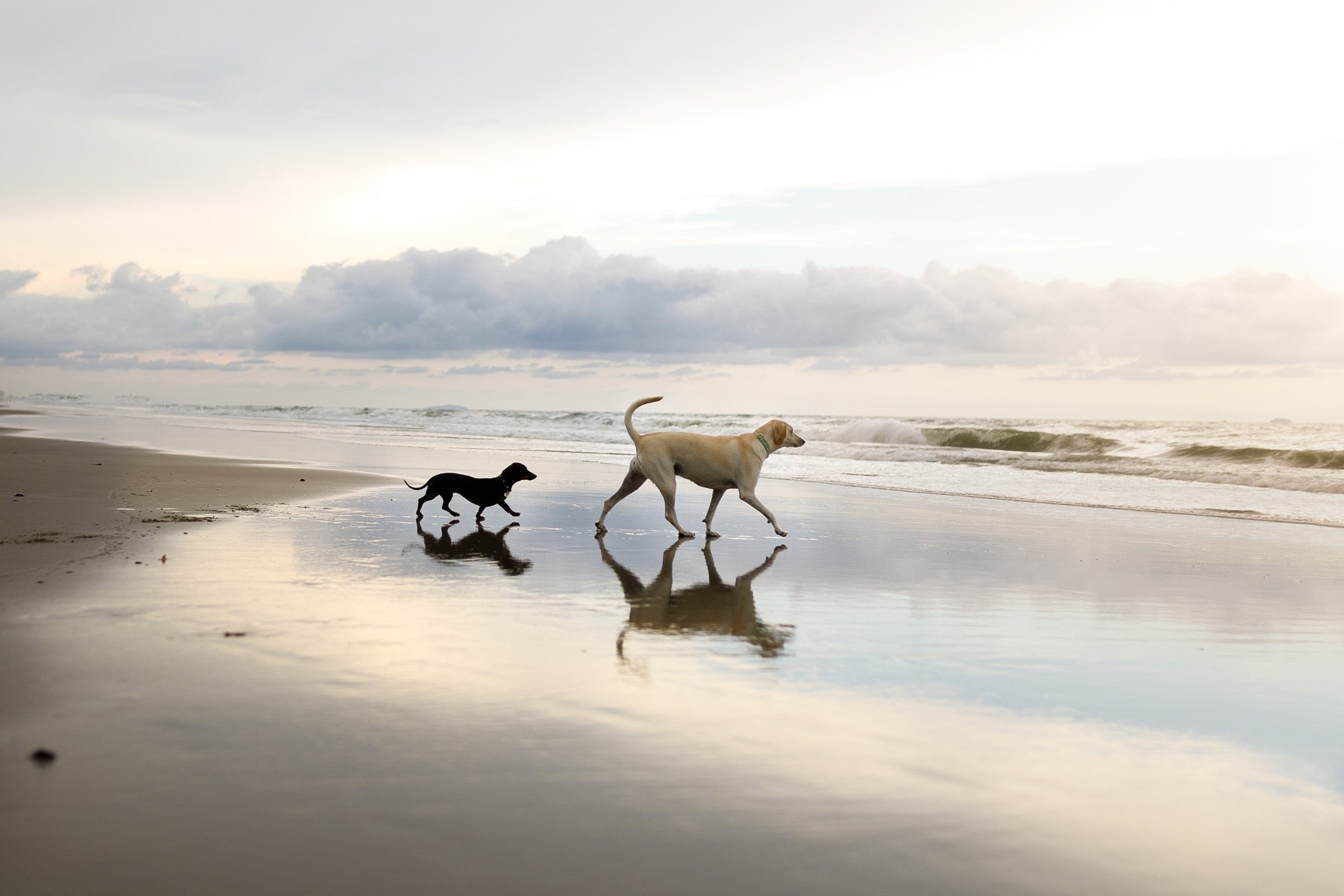 Dog-to-Dog Socialization