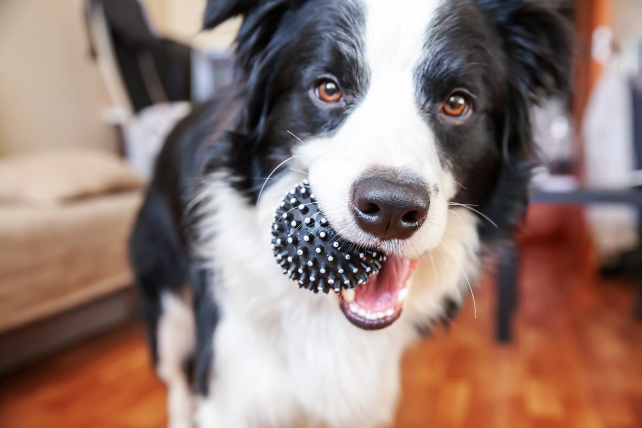 What to Keep in Mind When Looking for Dog Toys?