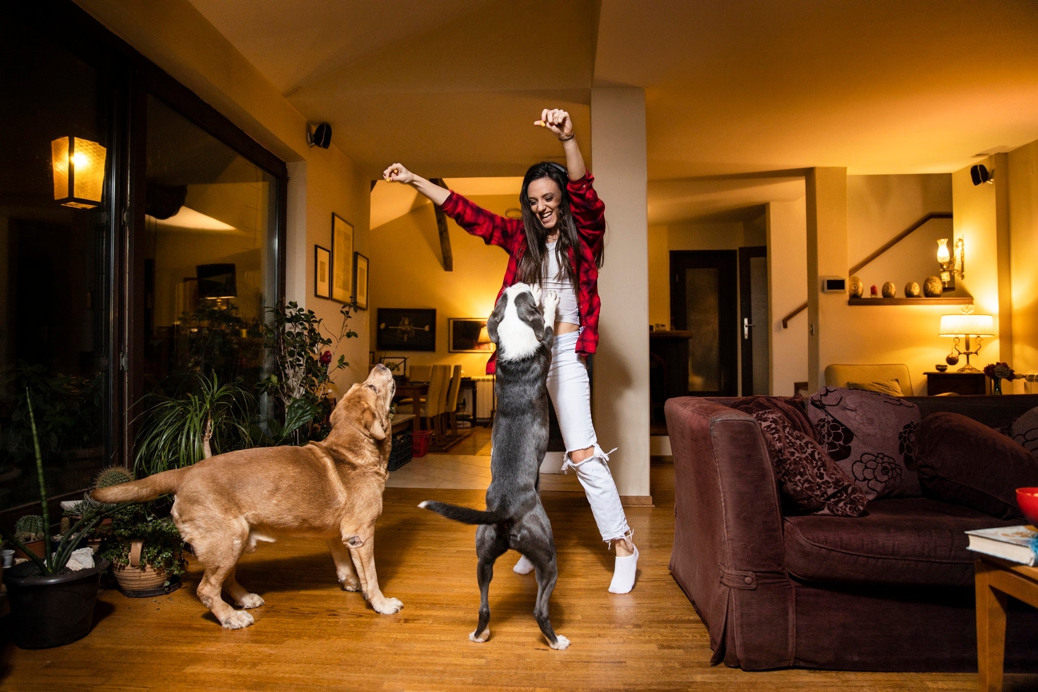 Top 8 Dog Trainers to Follow on YouTube