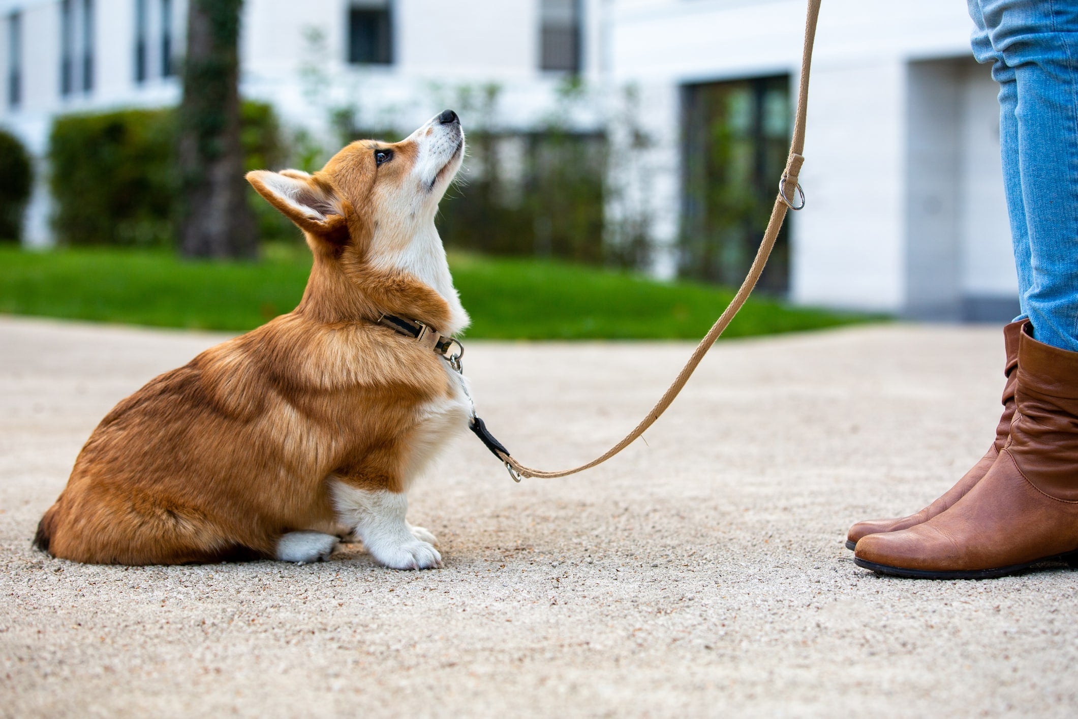 Tips to Make the Most of Your Dog Training Sessions